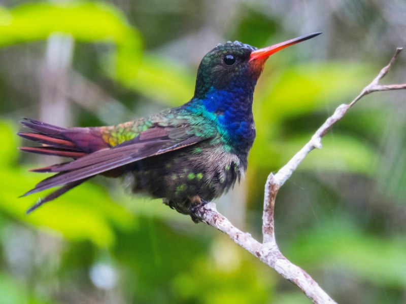 Cynanthus latirostris