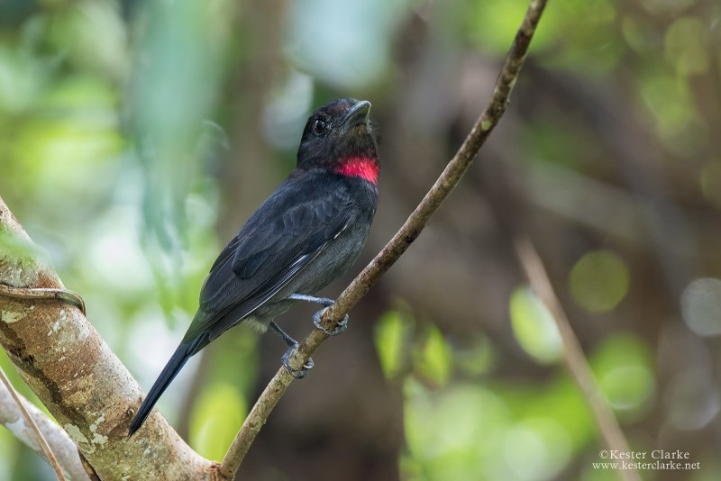 Pachyramphus surinamus