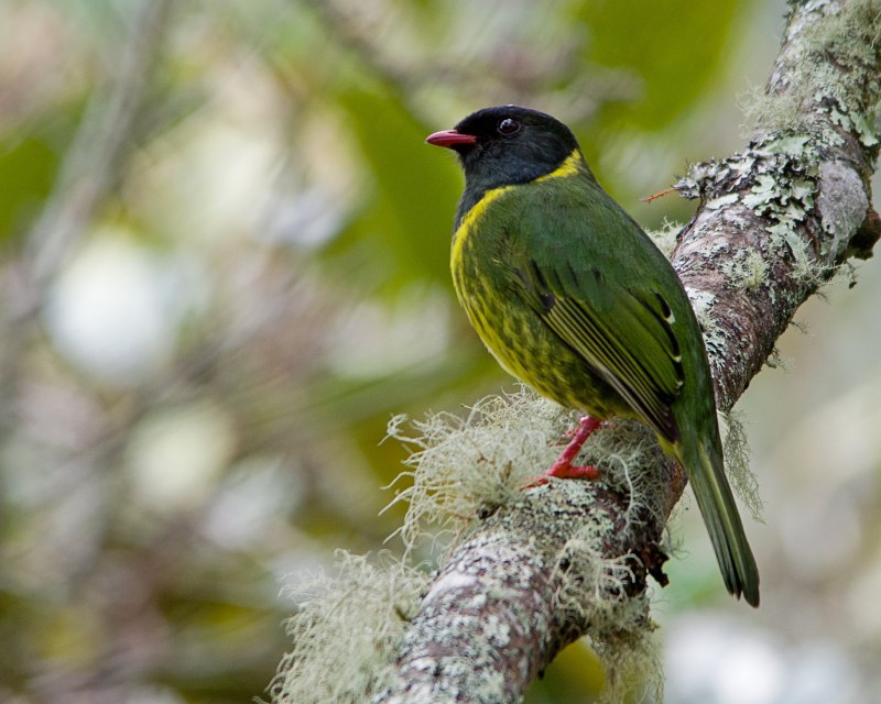 Pipreola Formosa