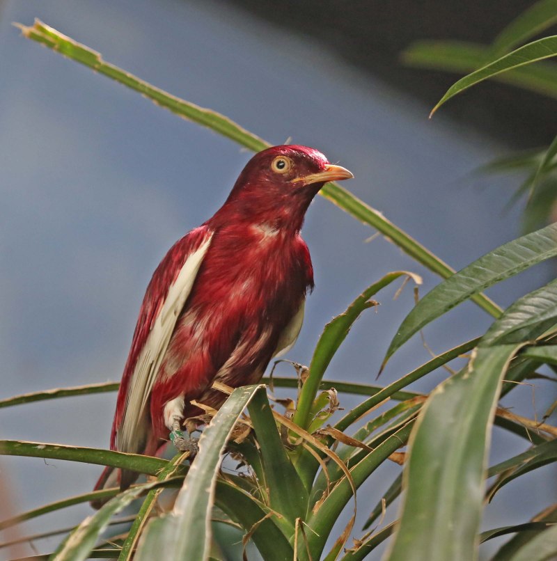 Pompadour Cotinga