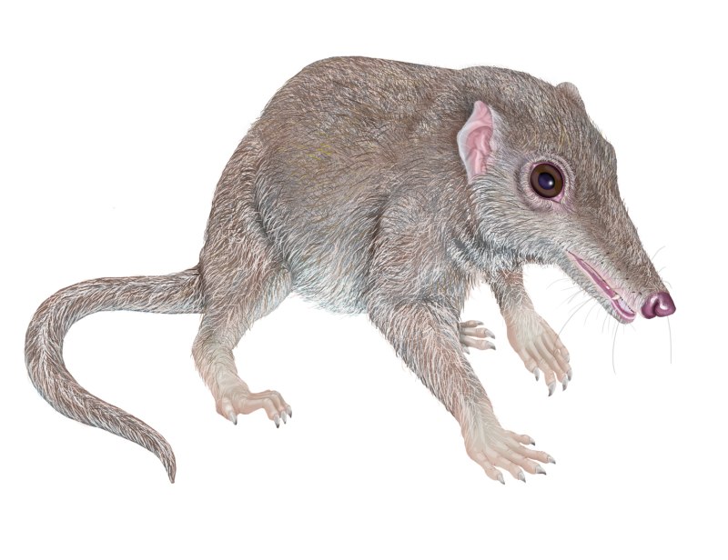 Нотарктус (Notharctus)
