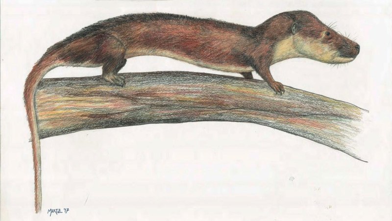 Цинодонт Oligokyphus