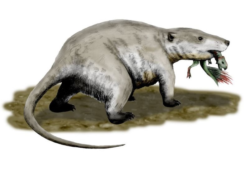 Repenomamus Giganticus