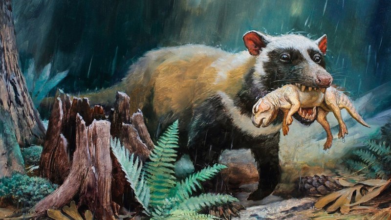 Repenomamus Giganticus