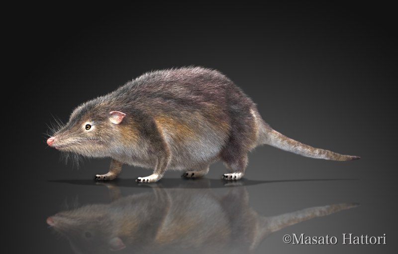Adelobasileus cromptoni
