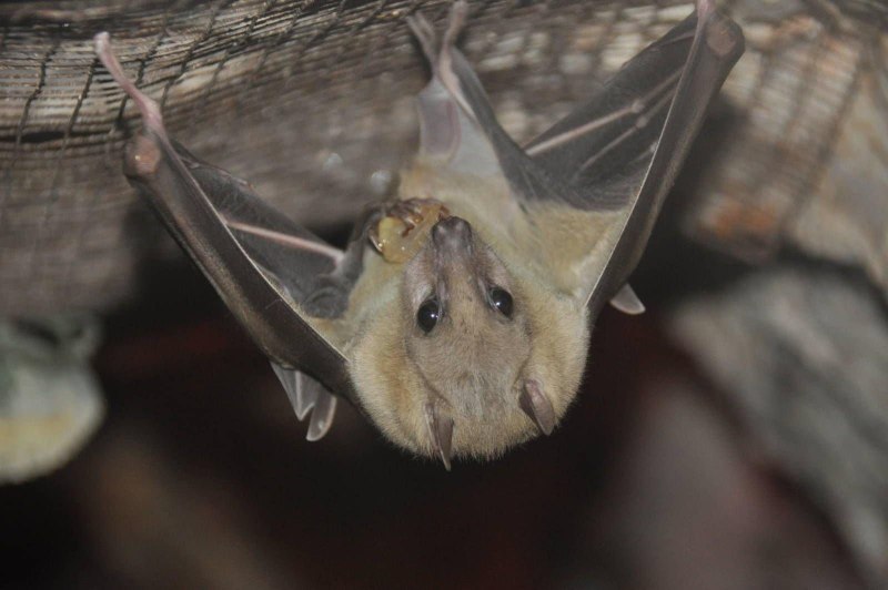 Rousettus aegyptiacus