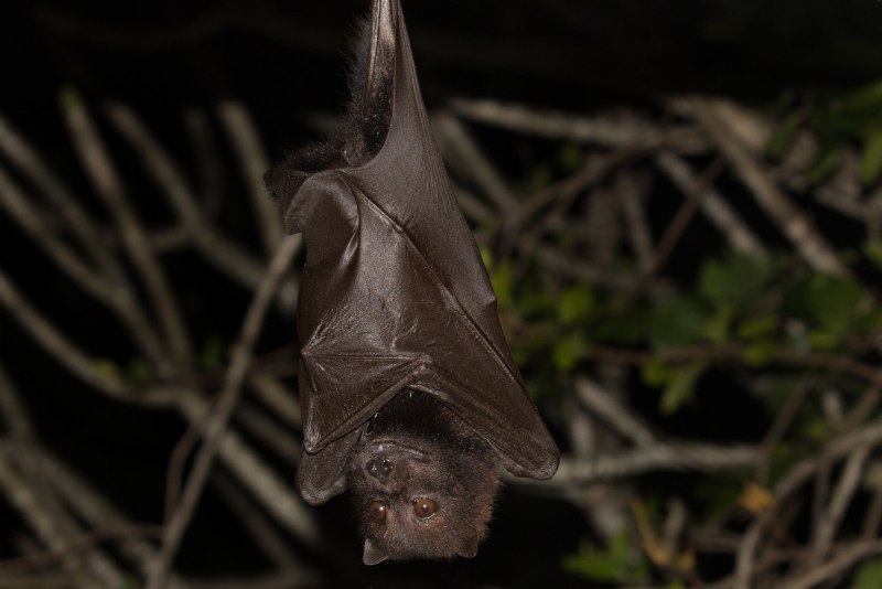 Pteropus personatus