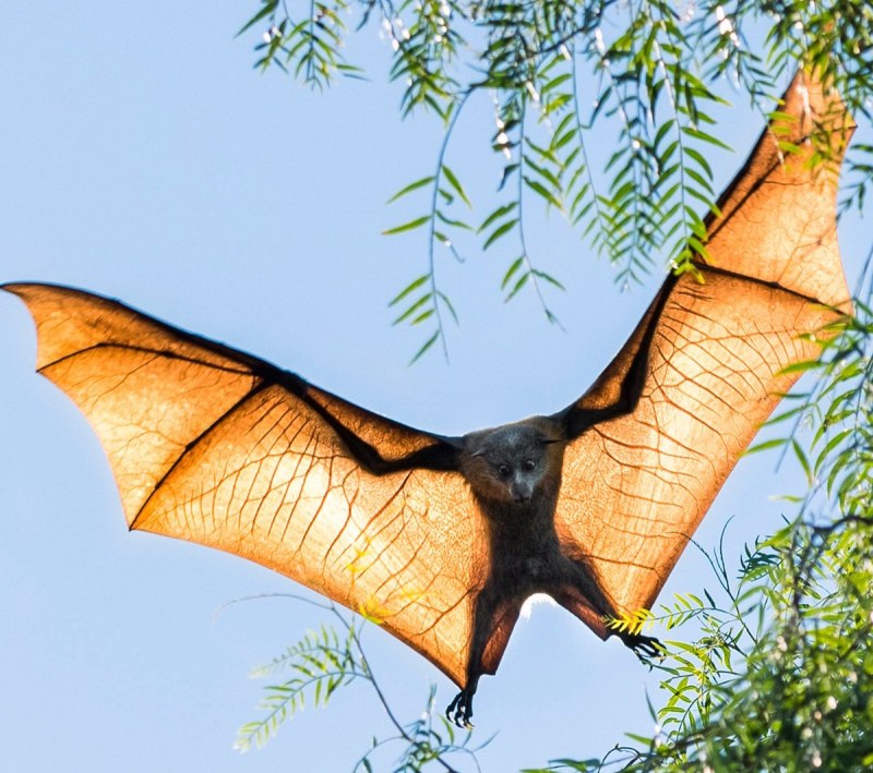 Flying Fox bat