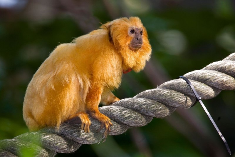 Golden Lion Tamarin
