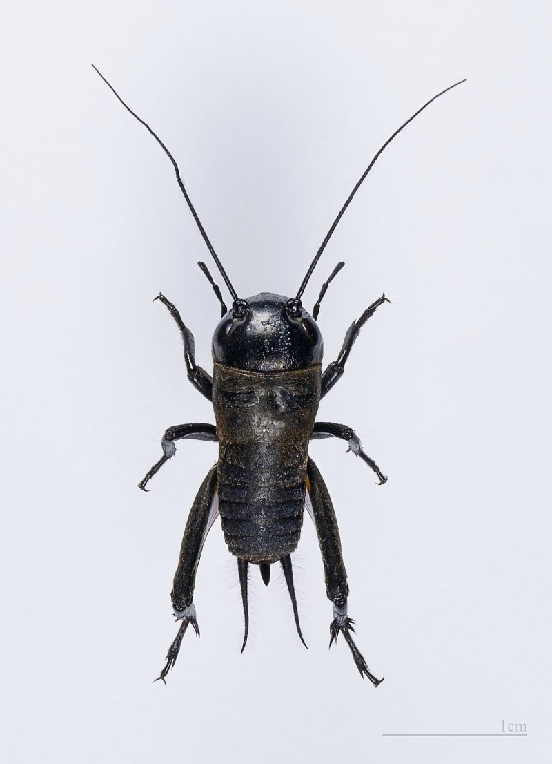 Сверчок полевой Gryllus Campestris