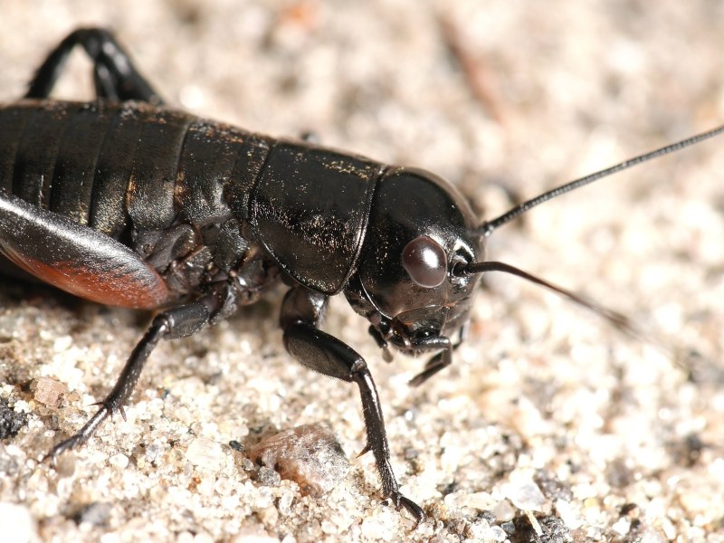 Сверчок полевой Gryllus Campestris