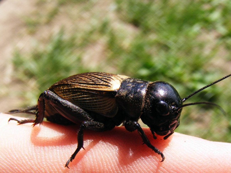 Gryllus Campestris