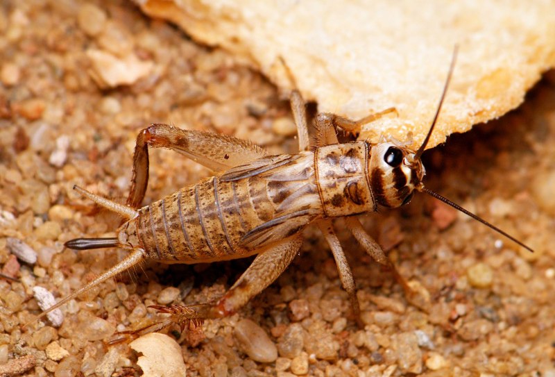 Acheta domesticus домовый сверчок
