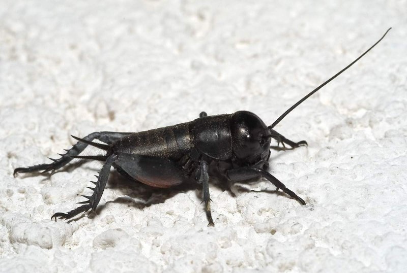 Gryllus Campestris