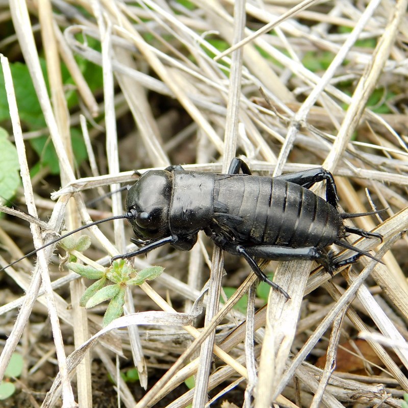 Сверчок полевой Gryllus Campestris