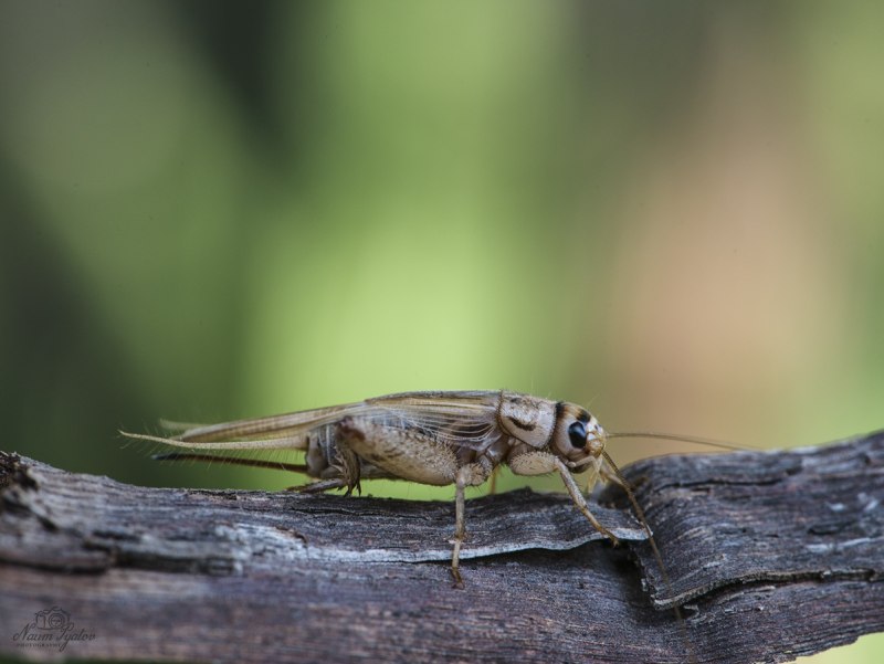 Acheta domesticus домовый сверчок