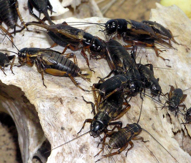Азиатский сверчок Gryllidae