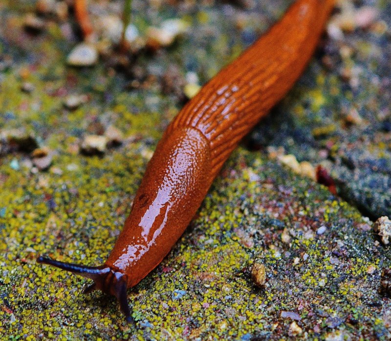 СЛИЗЕНЬ Arion lusitanicus