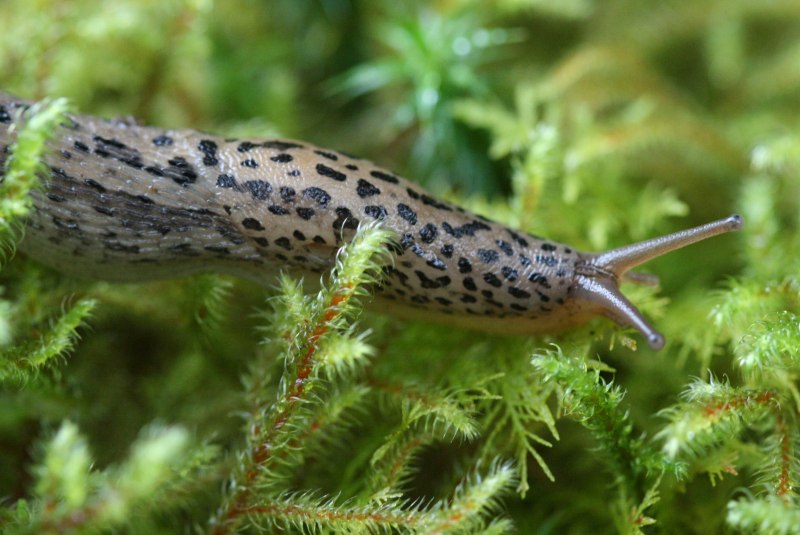 СЛИЗЕНЬ Limax Maximus леопардовый