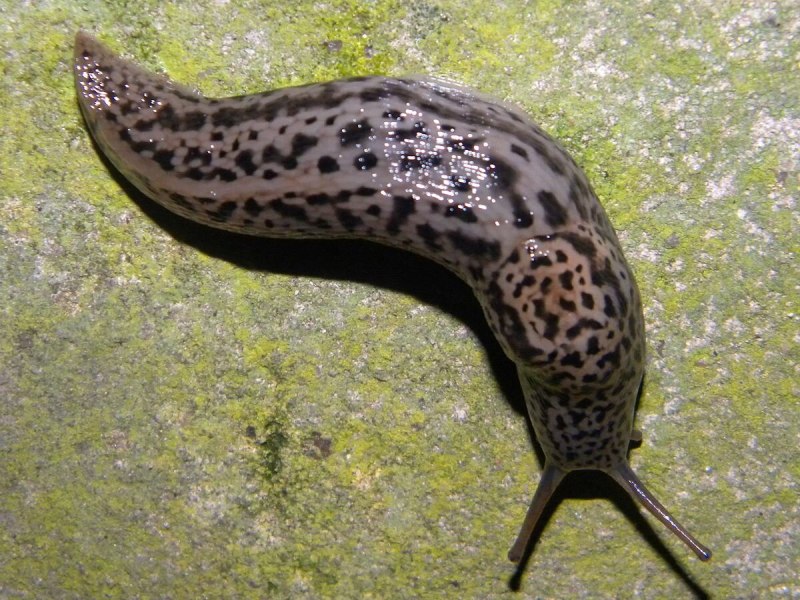 СЛИЗЕНЬ Limax Maximus леопардовый