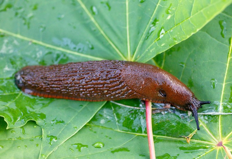 Arion lusitanicus слизняки