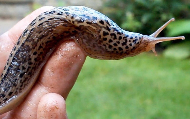 СЛИЗЕНЬ Limax Maximus леопардовый