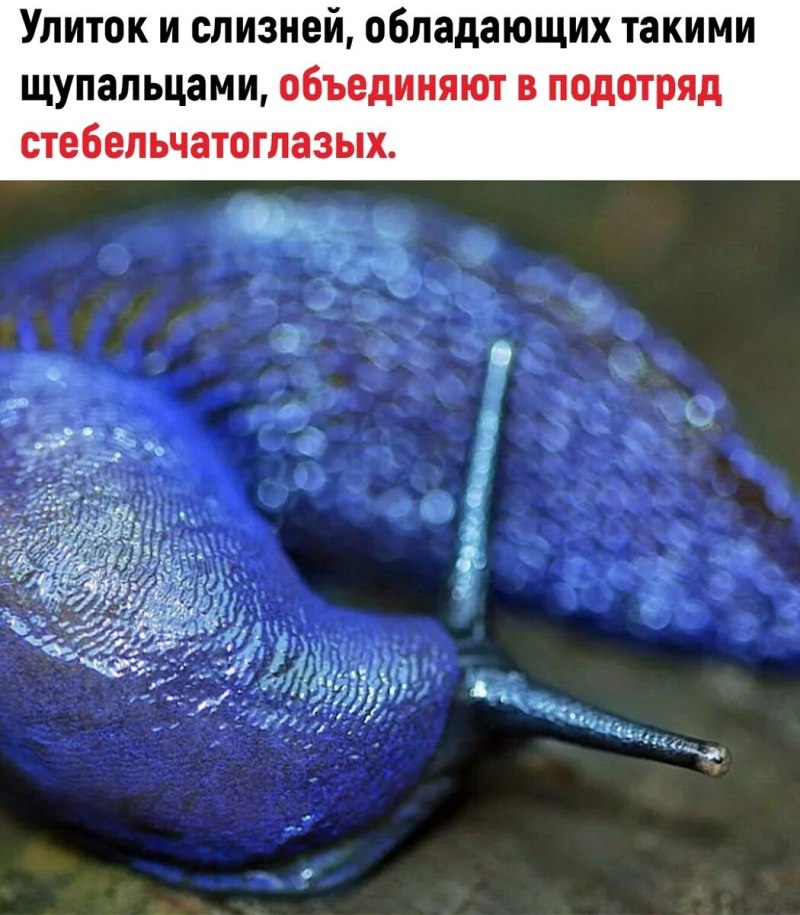 Брюхоногие моллюски слизни