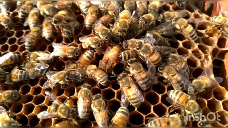 Honey profil