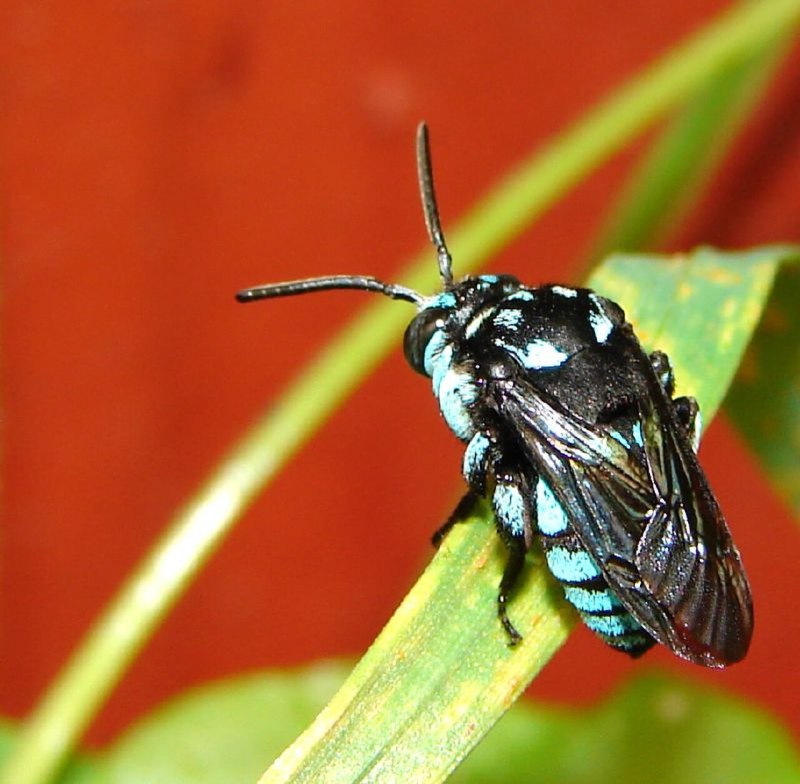 Thyreus nitidulus