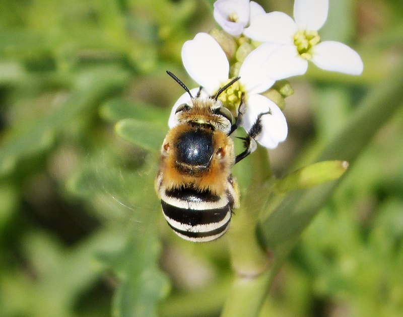 Anthidiellum Latipes (Bingham, 1897)