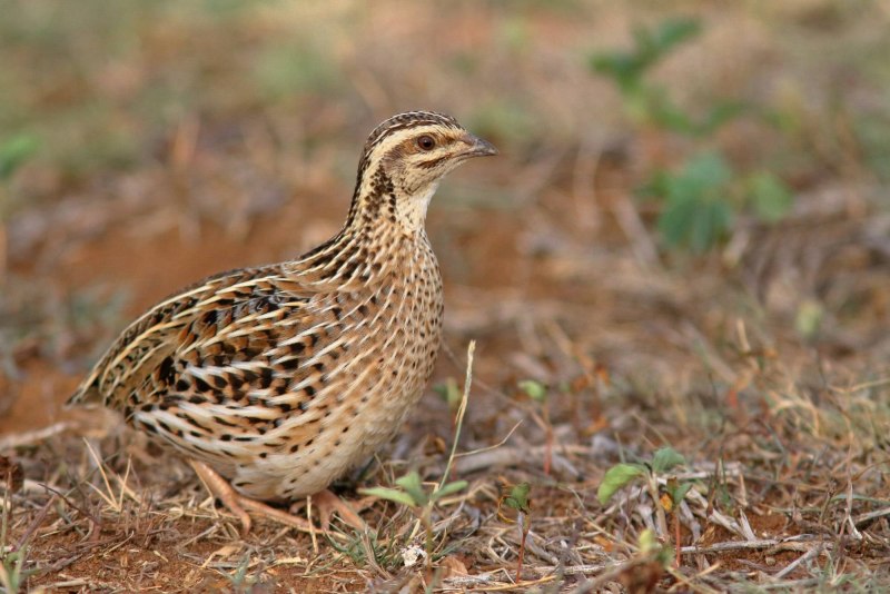 Перепел обыкновенный Coturnix Coturnix