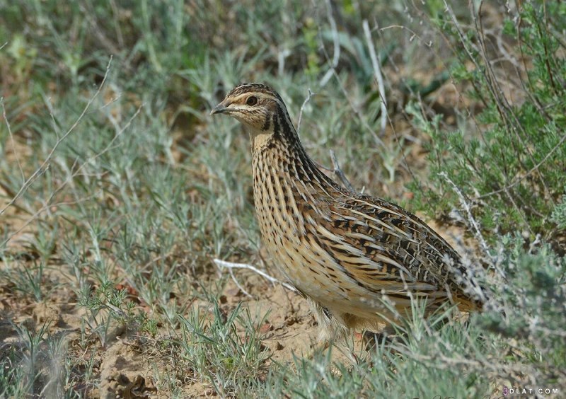 Перепел Coturnix Coturnix