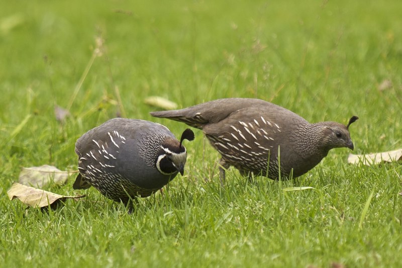 Callipepla californica