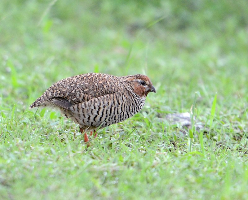Perdicula argoondah