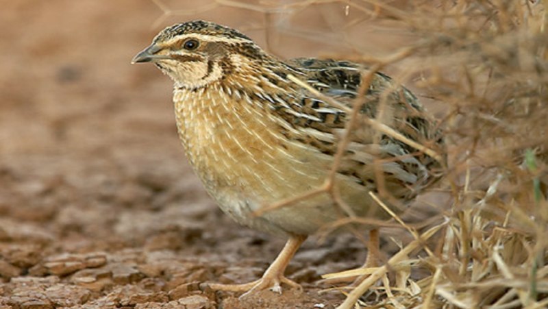Перепел-Арлекин / Coturnix delegorguei