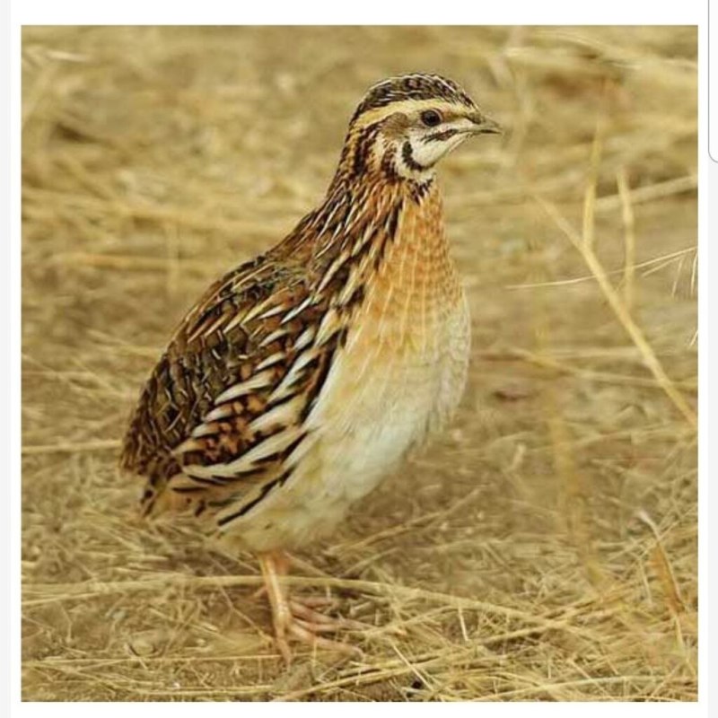 Перепел обыкновенный Coturnix Coturnix
