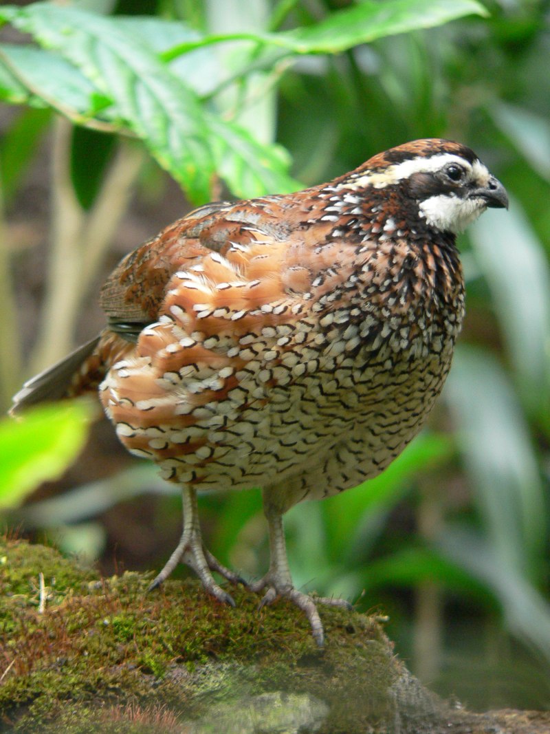 Colinus virginianus