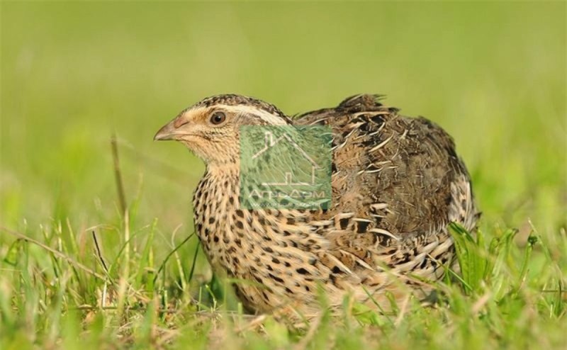 Перепел обыкновенный Coturnix Coturnix