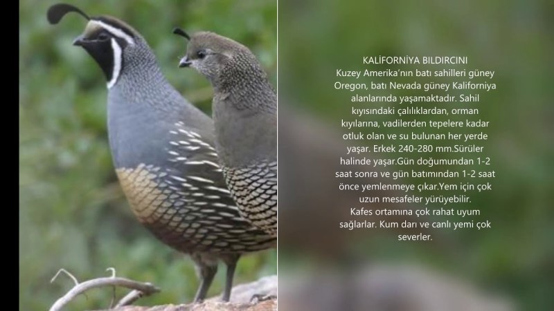 Калифорнийский хохлатый перепел