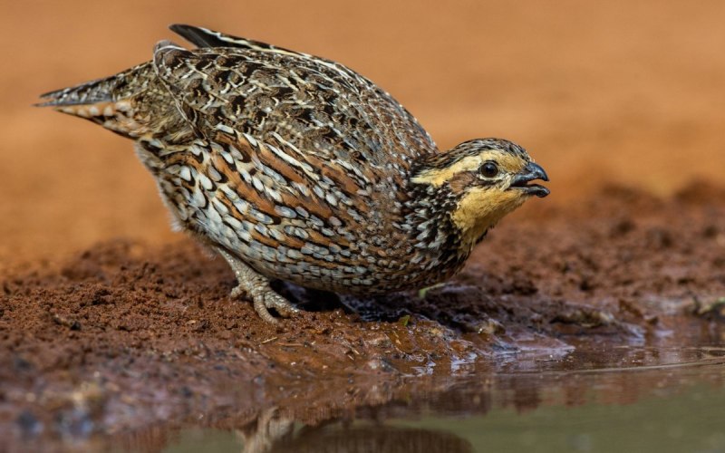 Перепел Coturnix Coturnix