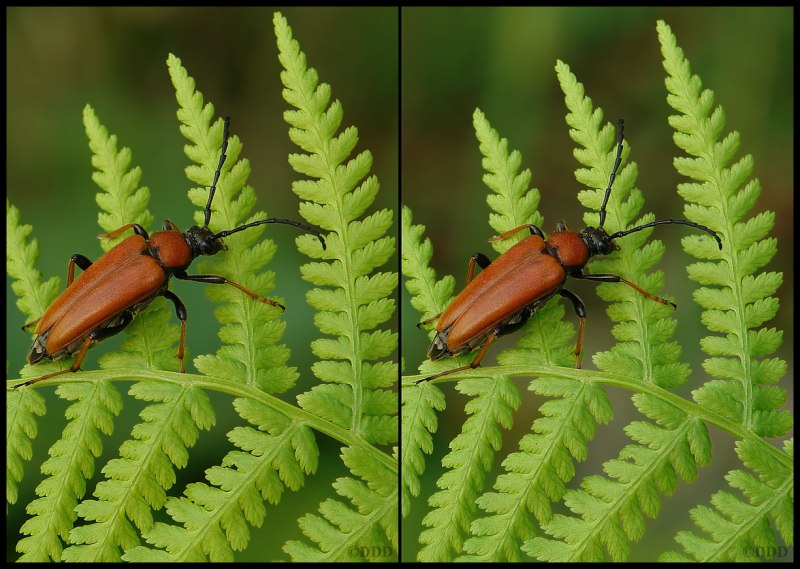 Myrionecta rubra