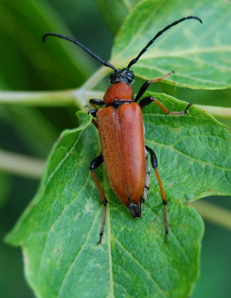 Жук Leptura rubra.
