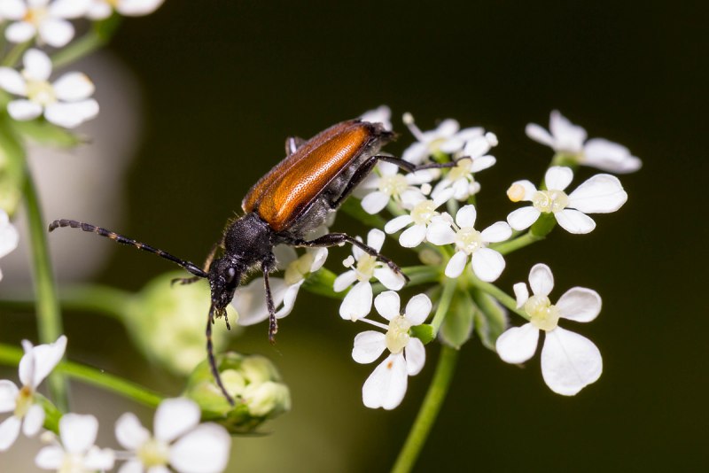 Stictoleptura rubra