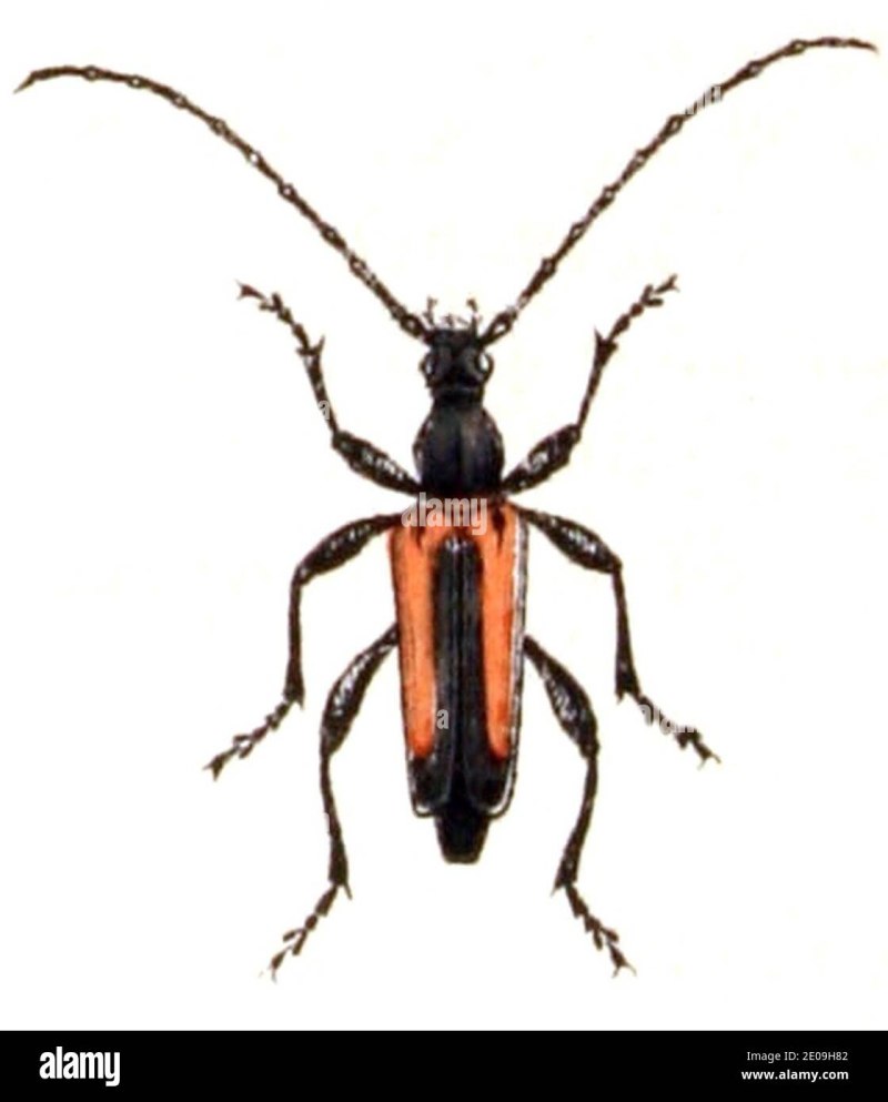 Strangalia melanura