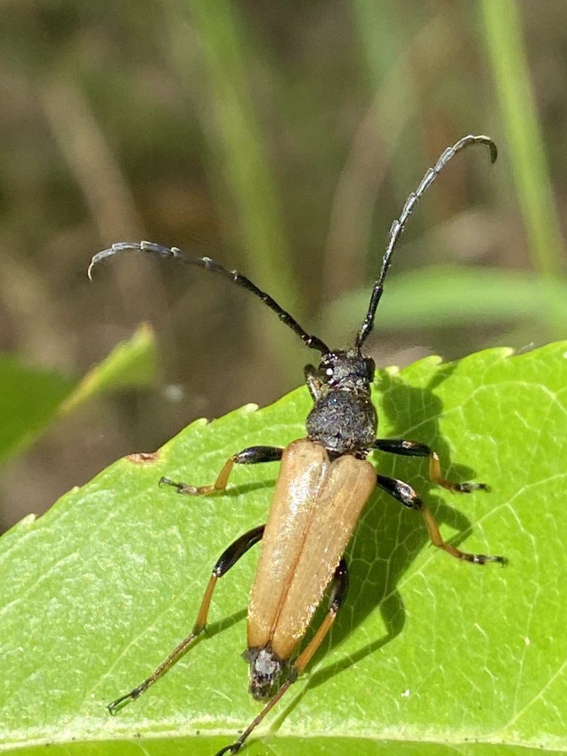 Stictoleptura rubra