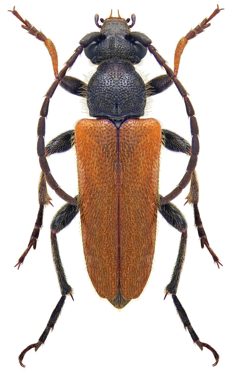 Жёлтая Лептура (Pseudovadonia livida