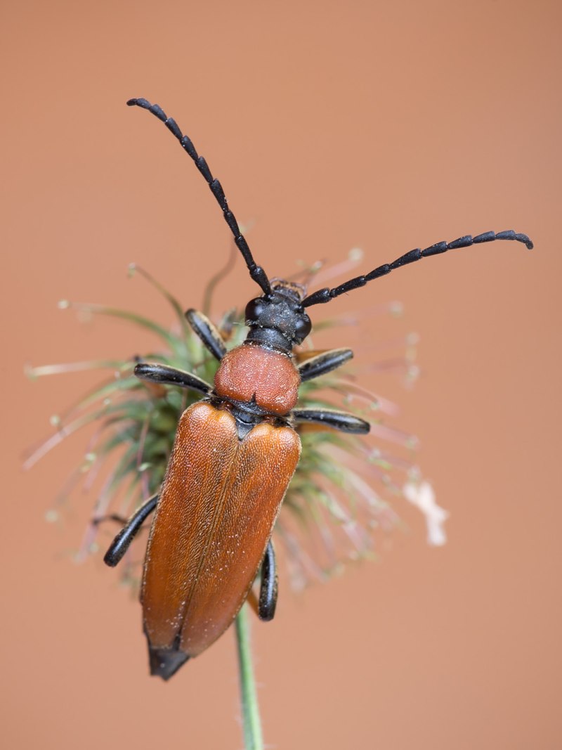 Лептура красная (Stictoleptura rubra)