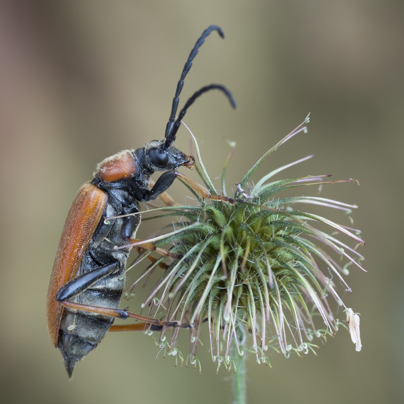 Лептура красная (Stictoleptura rubra)
