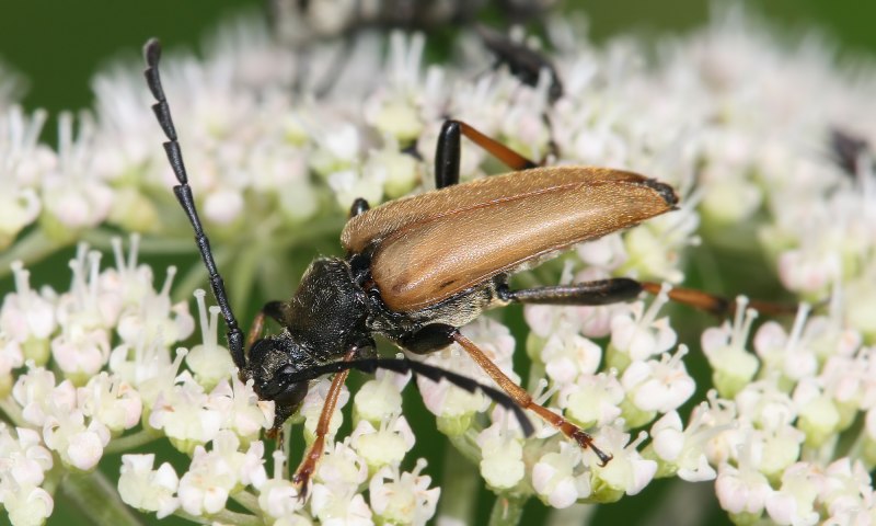 Лептура красная (Stictoleptura rubra)