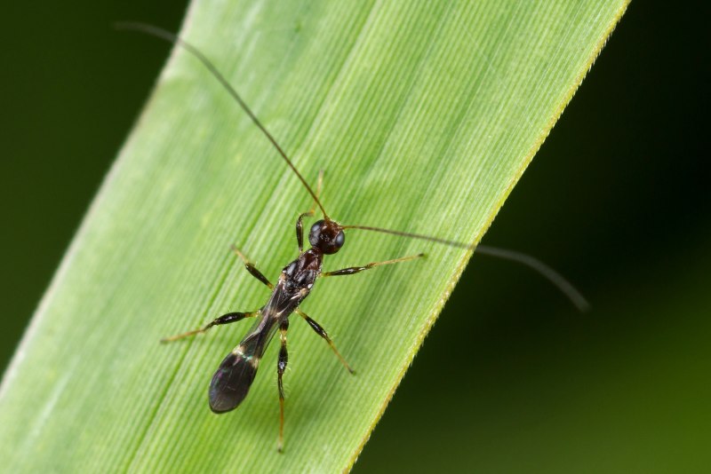 Spathius GALINAE